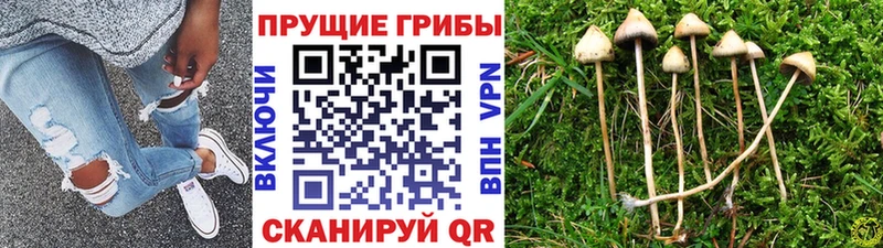 Галлюциногенные грибы GOLDEN TEACHER  цены   Иноземцево 